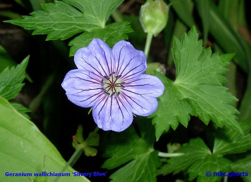 Geranium wallichianum 'Silvery Blue'